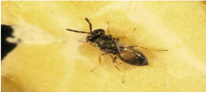 Hình 6: Ong Anisopteromalus calandrae