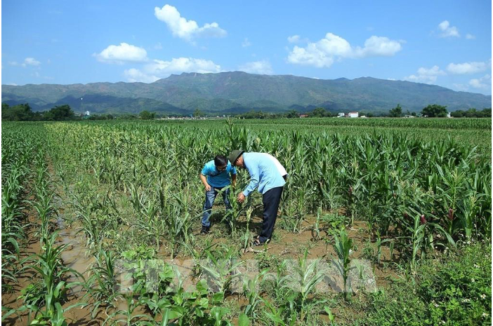 Hình 7: Kiểm tra ruộng ngô