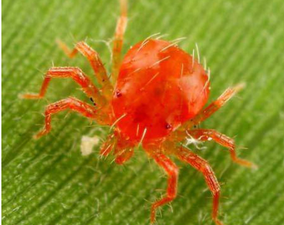 Hình 1. Nhện đỏ 