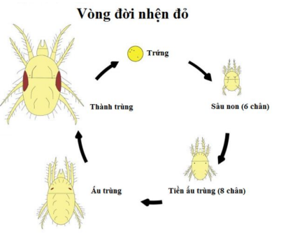 Hình 2. Vòng đời của nhện đỏ 
