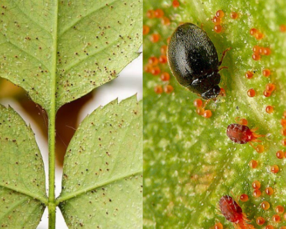 Hình 3. Nhện đỏ gây hại lá xoài 