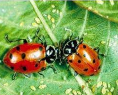 Hình 4. Thiên địch - Bọ rùa Stethorus