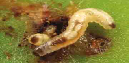 Hình 2: Ấu trùng