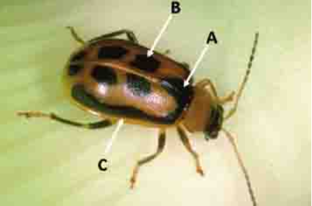 Hinh 3: Bọ cánh cứng trưởng thành có 4 ô vuông đen trên cánh 