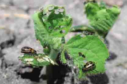 Hình 4: Bọ cánh cứng gây hại lá đậu 