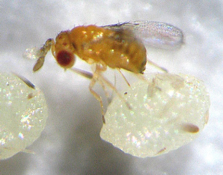 Hình 6: Ong mắt đỏ 