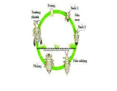 Hình 2: Vòng đời phát triển