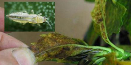 Hình 3: Triệu chứng gây hại của bọ cánh tơ