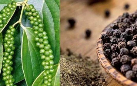 Hình 1: Cây hồ tiêu