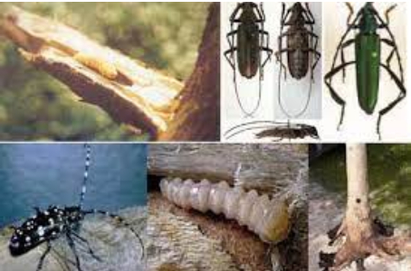 Hình 2: Sâu đục thân xén tóc thường gây hại cho tiêu