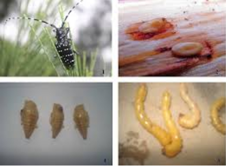 Hình 3. Quá trình hình thành của sâu xén tóc