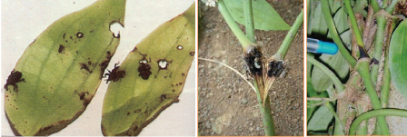 Hình 5: Dấu hiệu hồ tiêu bị bọ đầu dài và sâu đục thân phá hoại