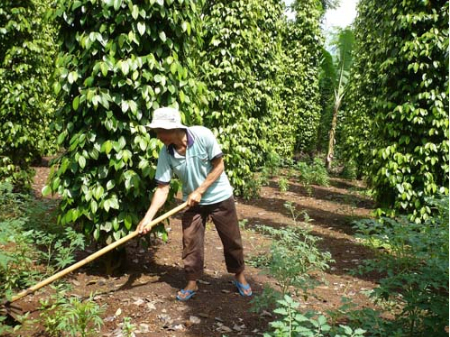 Hình 7: Dọn dẹp vườn hồ tiêu sạch sẽ