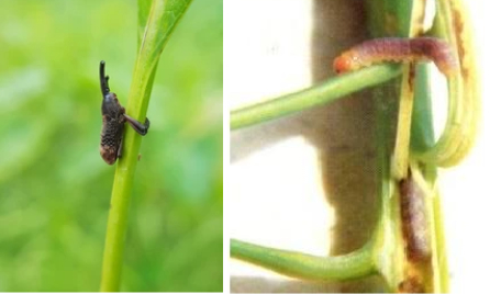 Hình 1: Bọ vòi voi gây hại trên xoài