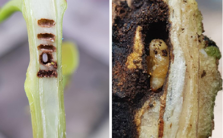 Hình 2: Trứng và nhộng non của bọ vòi voi gây hại