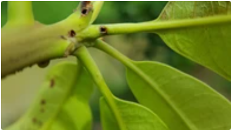 Hình 3: Các vết đục của bọ vòi voi gây hại