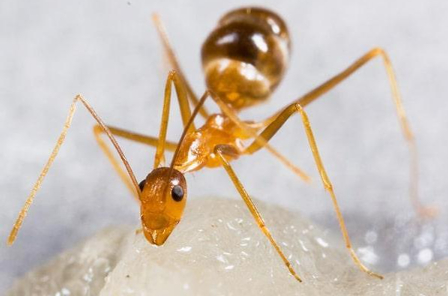 Hình 4: Kiến Anoplolepis custodiens thiên địch bắt mồi của bọ vòi voi