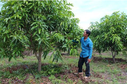 Hình 5: Bà con thăm vườn và cắt tỉa những cành bị bọ vòi voi gây hại