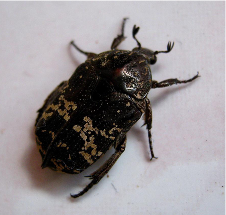 Hình 1 Bọ hung đục cành trên thanh long