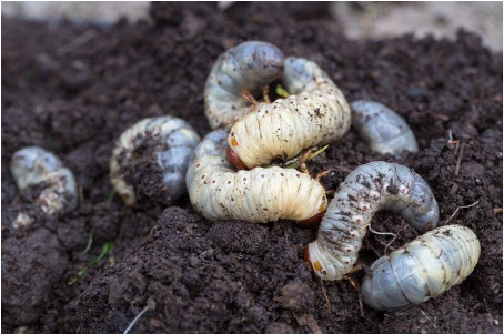 Hình 2 Ấu trùng của bọ ngâu