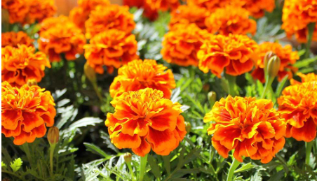 Hình 5 Trồng xen cúc vạn thọ trong vườn để xua đuổi bọ hung