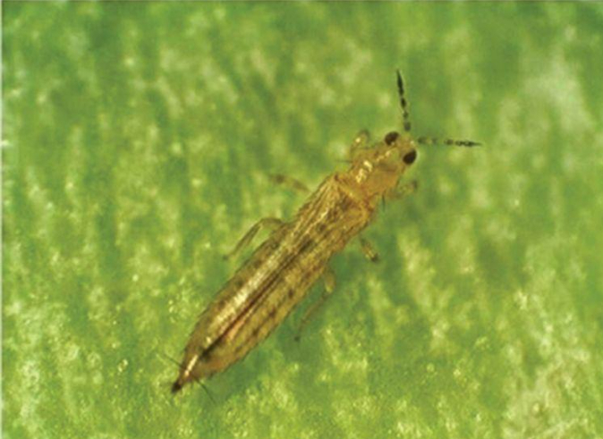 hình 1: Bọ trĩ hại rau màu