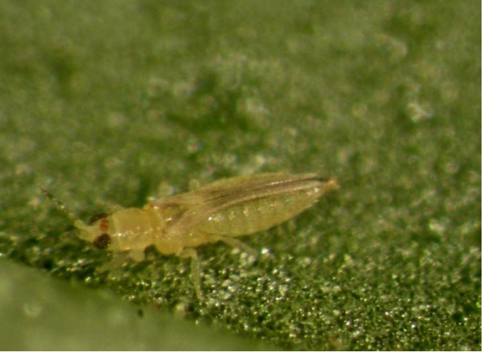 hình 2: đặc điểm hình thái của bọ trĩ