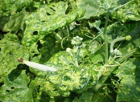 hình 3: triệu chứng gây hại của bệnh trĩ trên rau màu