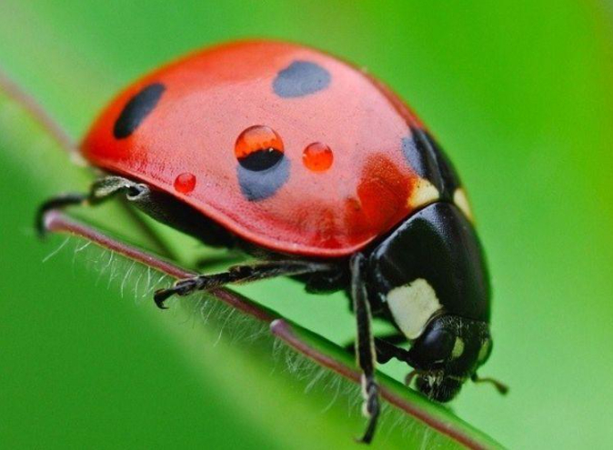 hình 4: Bọ rùa là thiên địch của bọ trĩ