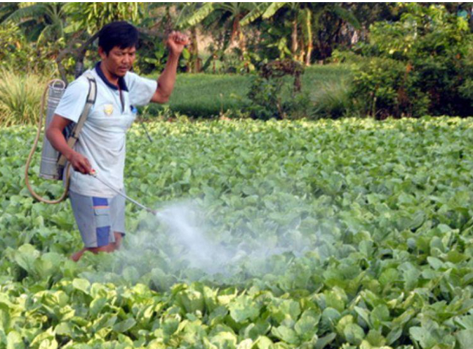 hình 5: Chăm sóc vườn rau màu để phòng bọ trĩ