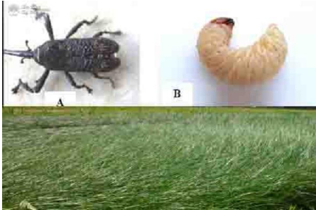 Hình 1: Bọ vòi voi hại cói