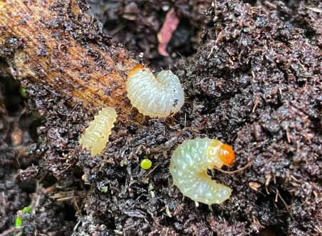 Hình 2: Ấu trùng của bọ vòi voi