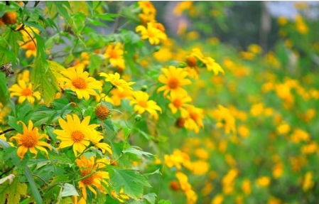 Hình 4: Mùi hương của hoa dã quỹ có thể xua đuổi các loại côn trùng, kể cả bọ vòi voi