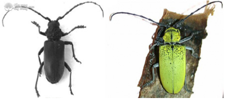 Hình 1: Bọ xén tóc  Plocaederus ruficornis và và bọ xén tóc Celosterna pollinosa sulphurea