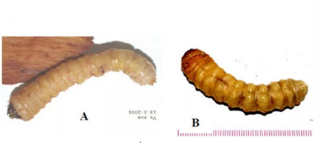 Hình 2: Ấu trùng bọ xén tóc 