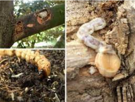 Hình 4: Triệu chứng bọ xén tóc hại thân cây xoài 