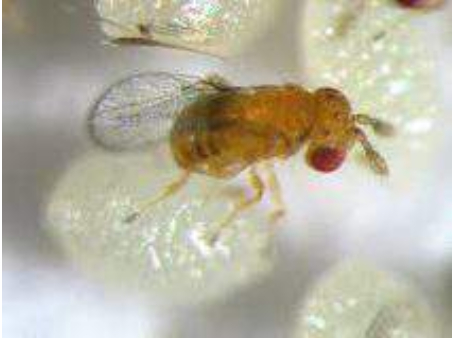 Hình 5: Ong ký sinh 