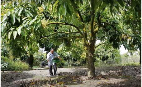 Hình 6: Bón phân cân đối 