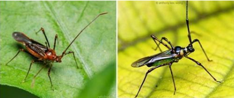 Hình 1: Bọ xít muỗi gây hại