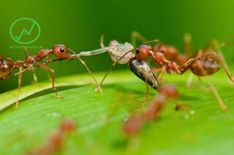 Hình 4: Kiến vàng là thiên địch của bọ xít muỗi