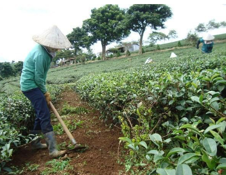 Hình 5: Biện pháp canh tác phòng bệnh hại