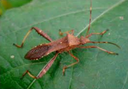 Hình 1: Bọ xít nâu dài 