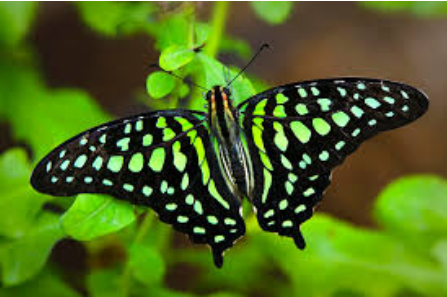 Hình 1: Bướm phượng 