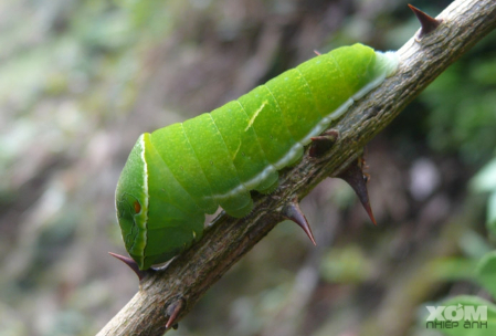 Hình 2: Sâu non bướm phượng 