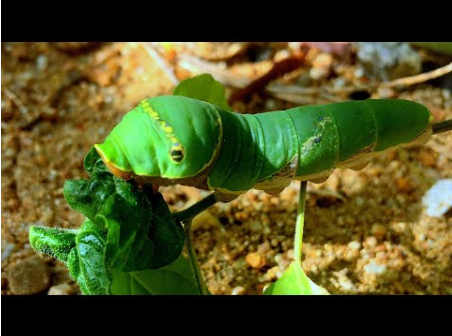 Hình 4: Sâu non gây hại trên lá 