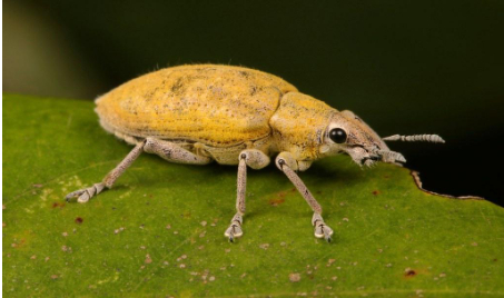 Hình 1 Câu cấu xanh hại thanh long