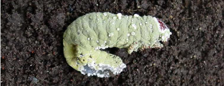 Hình 2 Sâu bị nhiễm nấm xanh