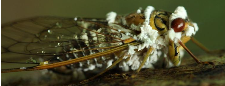 Hình 3 Ve sầu bị nhiễm nấm trắng