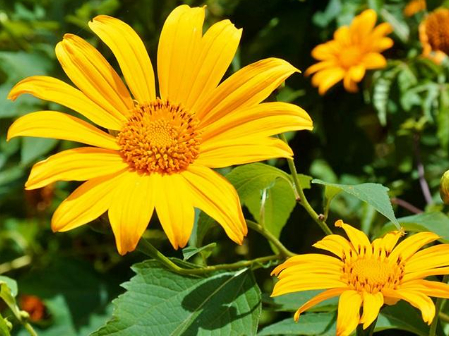 Hình 4 Trồng hoa dã quỳ nhằm xua đuổi câu cấu xanh