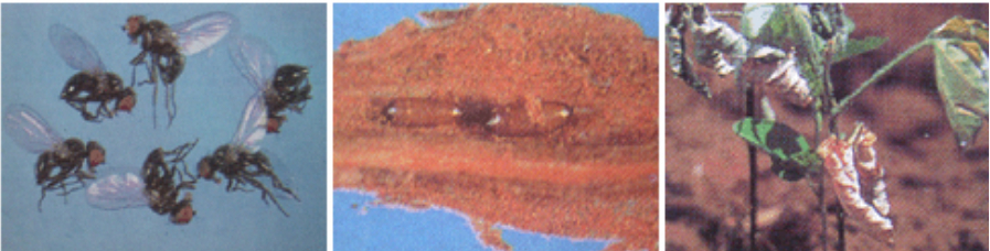 Hình 2: Thành trùng, nhộng 